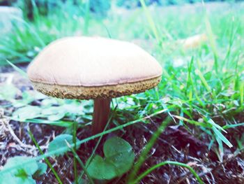 Close-up of mushroom growing on field