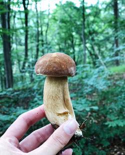 Close-up of hand holding mushroom