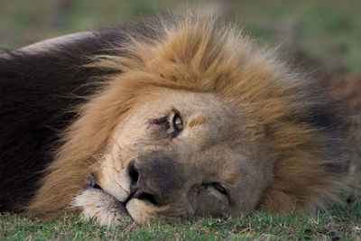 Portrait of lion lying on field