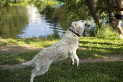 Dog running in lake