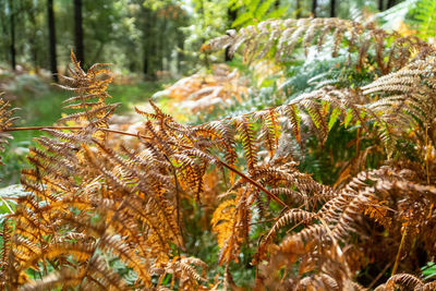 Close-up of pine tree in forest