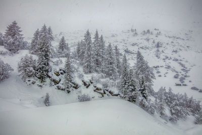 Snow covered pine trees on land