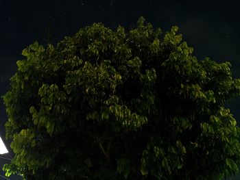 Low angle view of green leaves at night