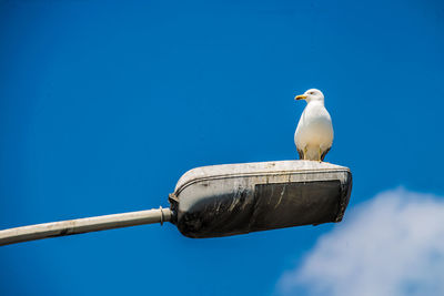 Low angle view of seagull on street light against blue sky during sunny day