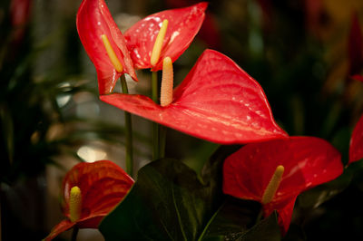 Close-up of red rose flower