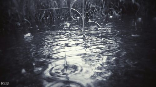 Reflection of trees in water