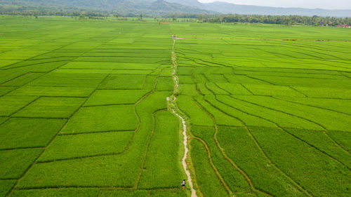 Great view of tje large rice paddy fields in nanggulan, kulonprogo  yogyakarta, indonesia