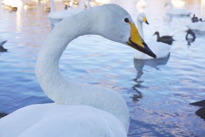 Close-up of swan swimming in lake