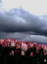 Close-up of pink flowers on field against cloudy sky