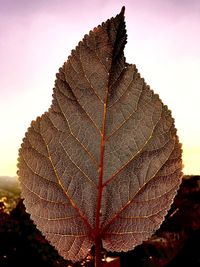 Close-up of autumnal leaves against sky during sunset