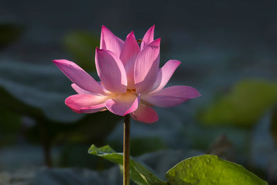 Close-up of pink water lily in pond