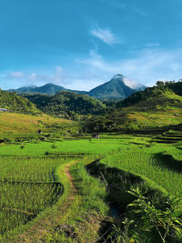 Scenic view of agricultural field against sky