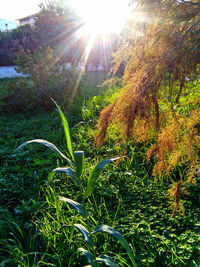 Sun shining through trees