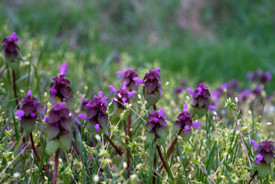Close-up of purple flowers blooming outdoors