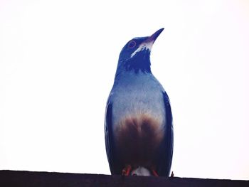 Close-up of an animal
