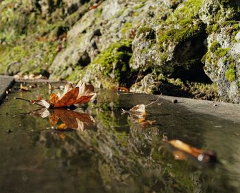 Close-up of ducks floating on water