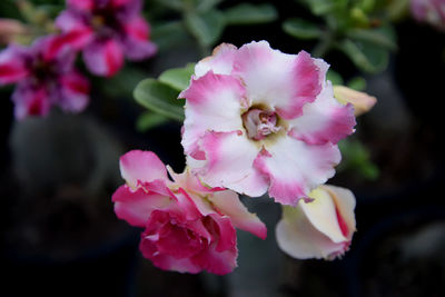 Close-up of pink flowers blooming outdoors