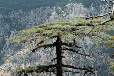 Low angle view of tree
