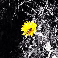 Close-up of yellow flower