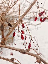 Close-up of cherry tree during winter