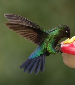 Close-up of bird flying against blurred background