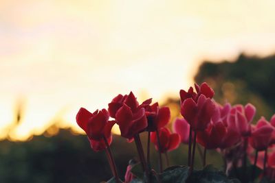 Close-up of pink flowers blooming against sky during sunset