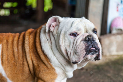 Close-up of a dog