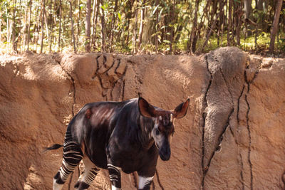 Mammal standing against rock formation at forest