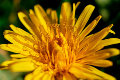 Close-up of yellow flower