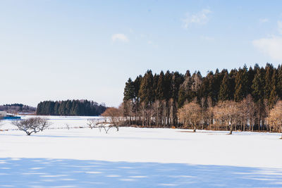 Trees on snow covered field against sky