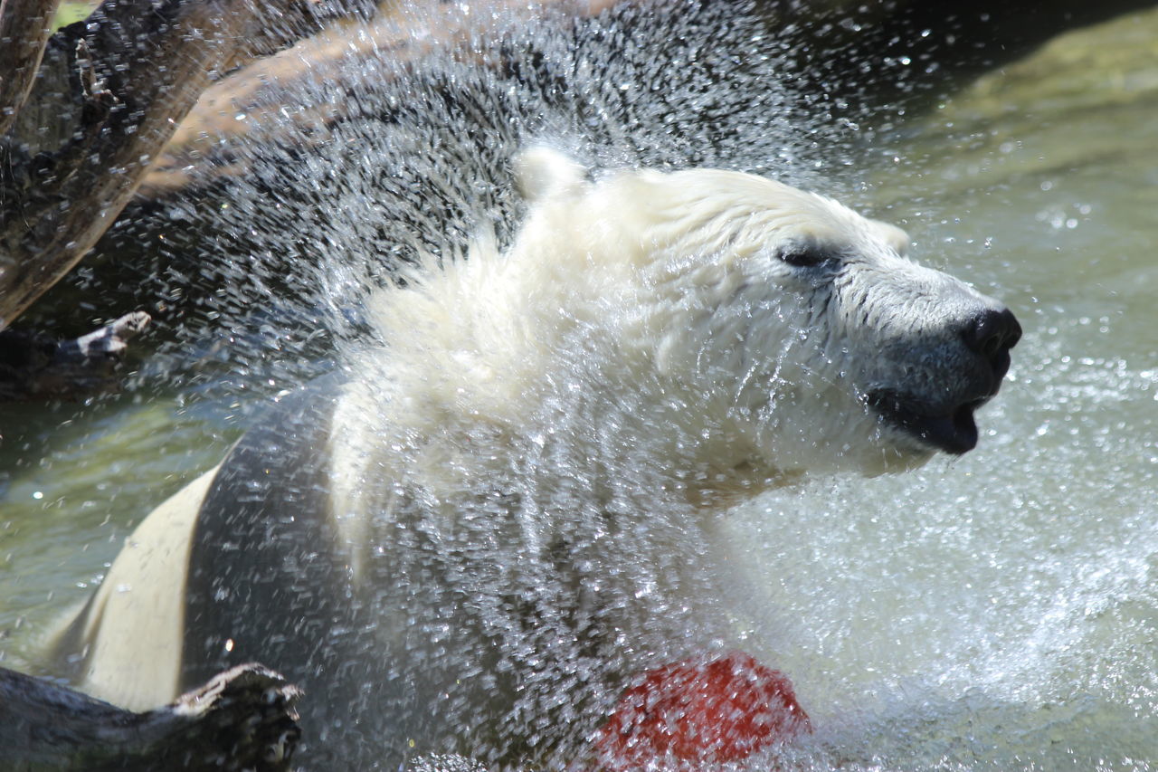 polar bear, animal themes, animal, water, mammal, one animal, bear, animal wildlife, wildlife, nature, splashing, motion, no people, sea, outdoors, day, carnivore, animal body part, wet, zoo