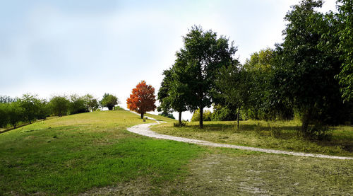 Trees on field against sky