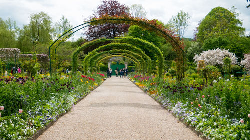 View of flowering plants in park