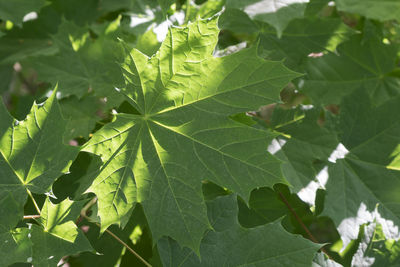 Close-up of green leaves