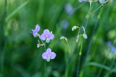 Close-up of purple flowering plant