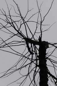 Low angle view of silhouette bare tree against sky