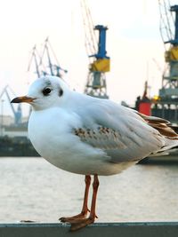 Close-up of seagull perching on bollard against sky