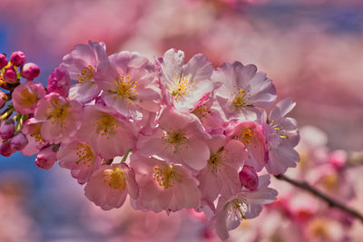 Close-up of pink cherry blossom