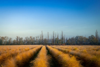 Dirt road amidst field against clear sky