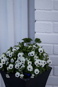 Close-up of potted plant against wall