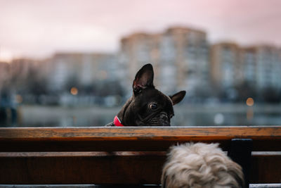 Close-up of a french bulldog dog on a bench in the park