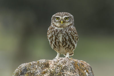 Close-up portrait of owl perching on rock