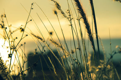 Close-up of stalks against sunset