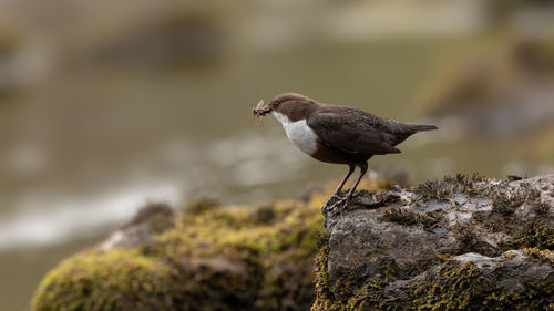 Close-up of bird perching on rock