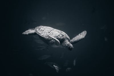 Close-up of turtle swimming in sea