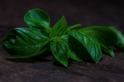 Close-up of fresh green leaf