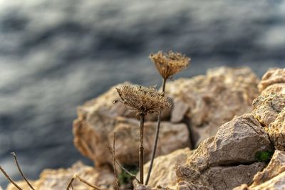 Close-up of dried plant on rock