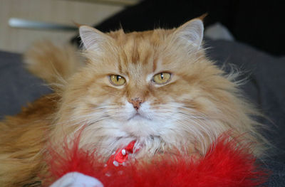 Close-up of cat