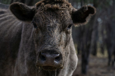 Cows in the farm