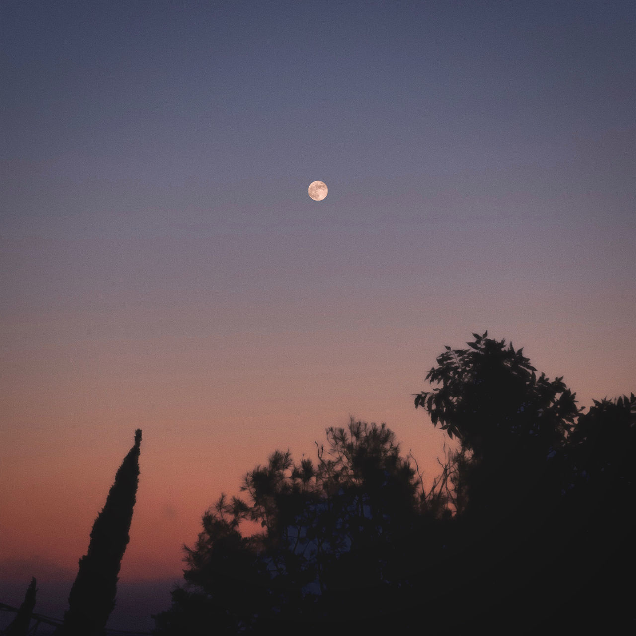 tree, sky, moon, dawn, silhouette, plant, sunrise, astronomical object, morning, nature, beauty in nature, tranquility, horizon, sun, scenics - nature, no people, full moon, tranquil scene, cloud, outdoors, afterglow, low angle view, darkness, crescent, space, moonlight, sunlight